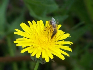 bee, sow-thistle