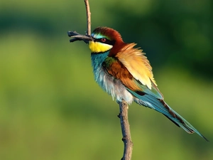 bee-eater, twig