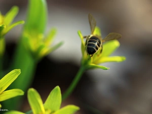 Spring, bee, Yellow gold plating