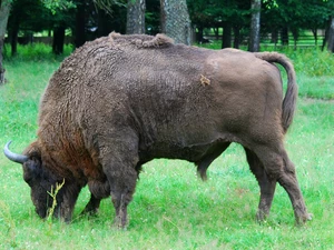Beer - Żubr, grass