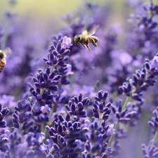 Bees, lavender, Two
