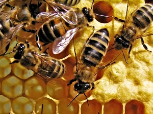 Bees, work