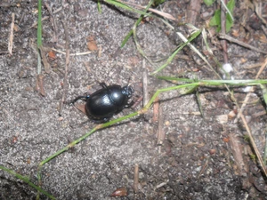 Black, grass, stick, beetle