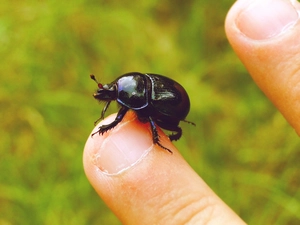 beetle