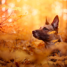 Leaf, dog, Belgian Shepherd Malinois