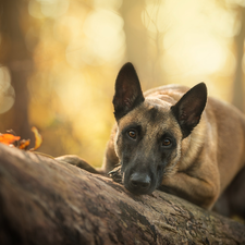 log, dog, Belgian Shepherd Malinois