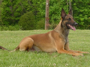ears, Belgian Shepherd Malinois, posed