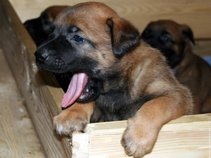 muzzle, Belgian Shepherd Malinois, Sweet