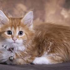 cat, dog-collar, Bell, Maine Coon