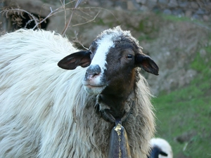 bell, sheep, fleece