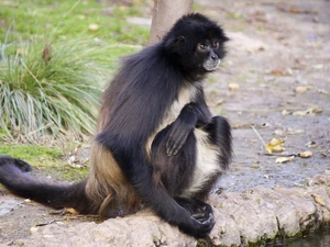 grass, Monkey, Ateles Belzebuth