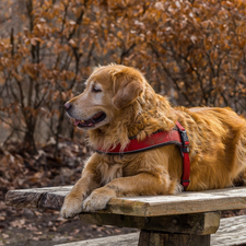 dog, Bench, braces, Golden Retriever