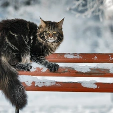 erect, winter, Bench, cat