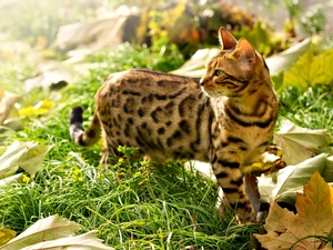 kitten, grass, Leaf, bengal