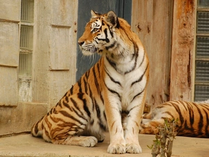 bengal, gazing, tiger