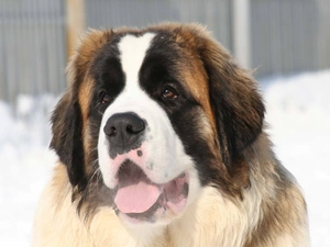 dog, mouth, Tounge, Bernard