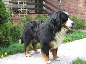 Bernese Mountain Dog