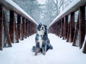 dog, bridge, snow, Bernese Mountain Dog