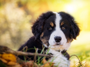 dog, puppie, Meadow, Bernese, honeyed, pastoral, autumn
