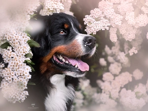 Flowers, Bernese Mountain Dog, dog