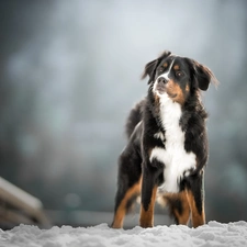 figure, Bernese Mountain Dog, snow
