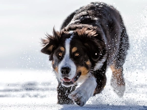 snow, Bernese Mountain Dog, winter