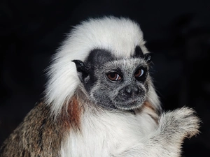Białoczuba, Monkey, tamarin