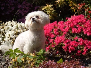 Bichon frise, Flowers