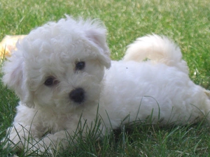 Bichon frise, grass