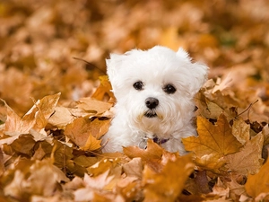 Bichon frise, Leaf