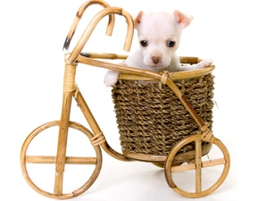 wooden, White, Puppy, Bicycle