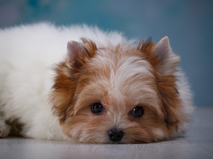 Puppy, Yorkshire terrier biewer