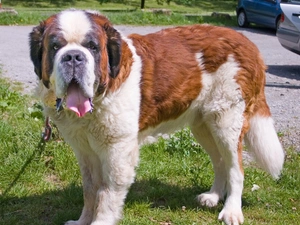 Big, bernard Shorthair