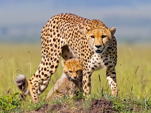 Big, Cheetah, small