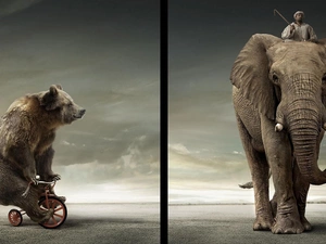 Bear, Elephant, Human, Bike