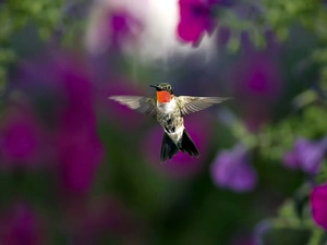 Flowers, Surfinie, humming-bird, purple, Bird