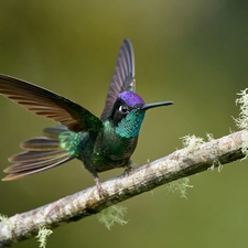 wings, branch, humming-bird, spread, Bird