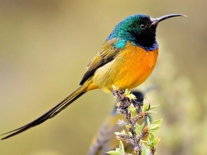 Bird, humming-bird