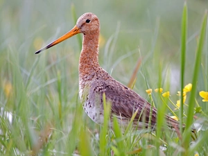 grass, Bird, Black-tailed Godwit