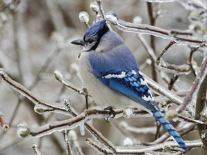 blue, icy, Twigs, Bird