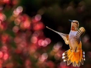 blur, Bird, humming-bird