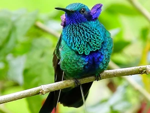 branch, Bird, humming-bird