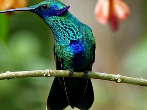 branch, Bird, humming-bird