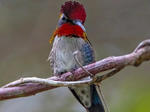 branch, Bird, humming-bird