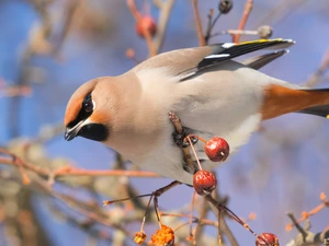 Bird, Waxwing, branch