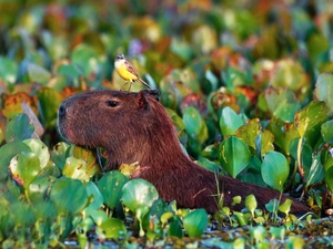 Capybara, Plants, water, Bird