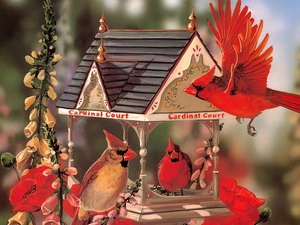 Bird, birds, Cardinals