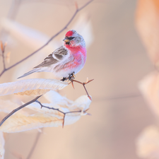 Twigs, Bird, Common Redpoll, Leaf