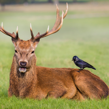 Bird, lying, deer