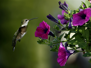 Flowers, Bird, humming-bird